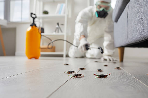Affordable Termite Control solutions in Nitro, WV